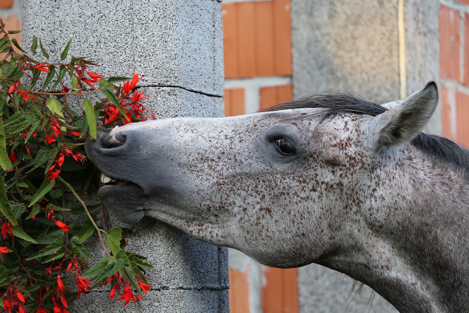 cheval mange fleur