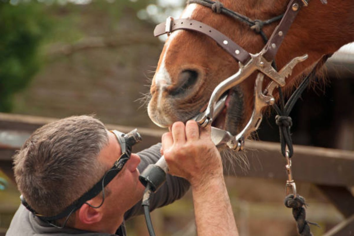 Les techniques d'entretien dentaire chez le cheval