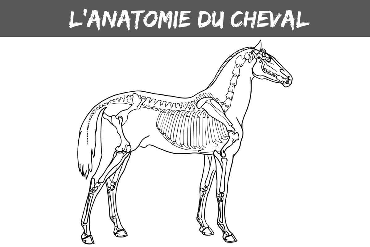 L'anatomie du cheval