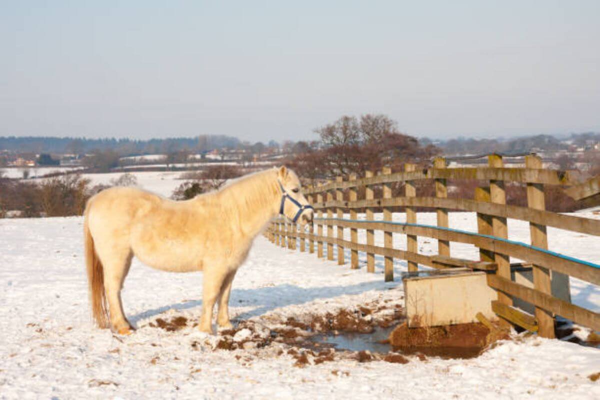 L'abreuvement du cheval en hiver