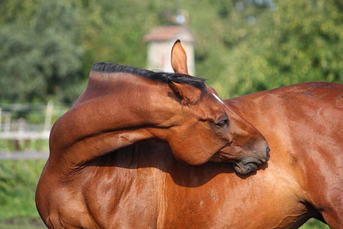 Comment agir face aux maladies de peau du cheval ?