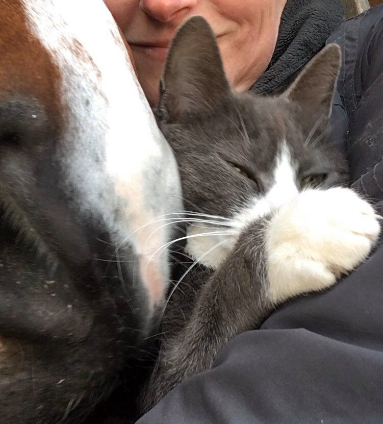cheval chat