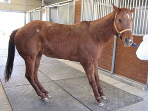 fourbure cheval pied