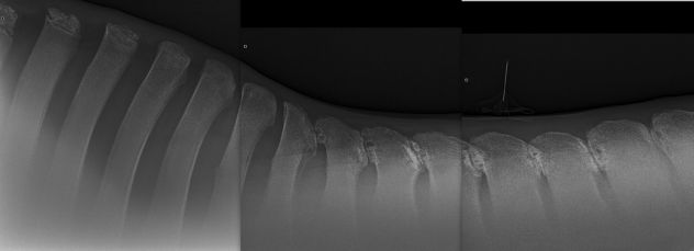 saddle-fitting-les-atteintes-graves