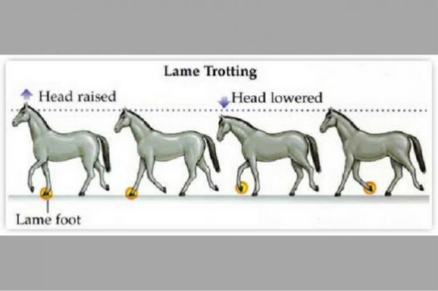 saddle-fitting-les-boiteries