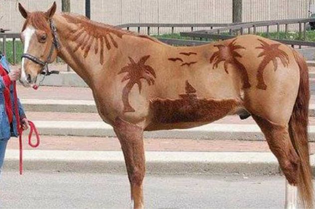 comment-tondre-un-cheval