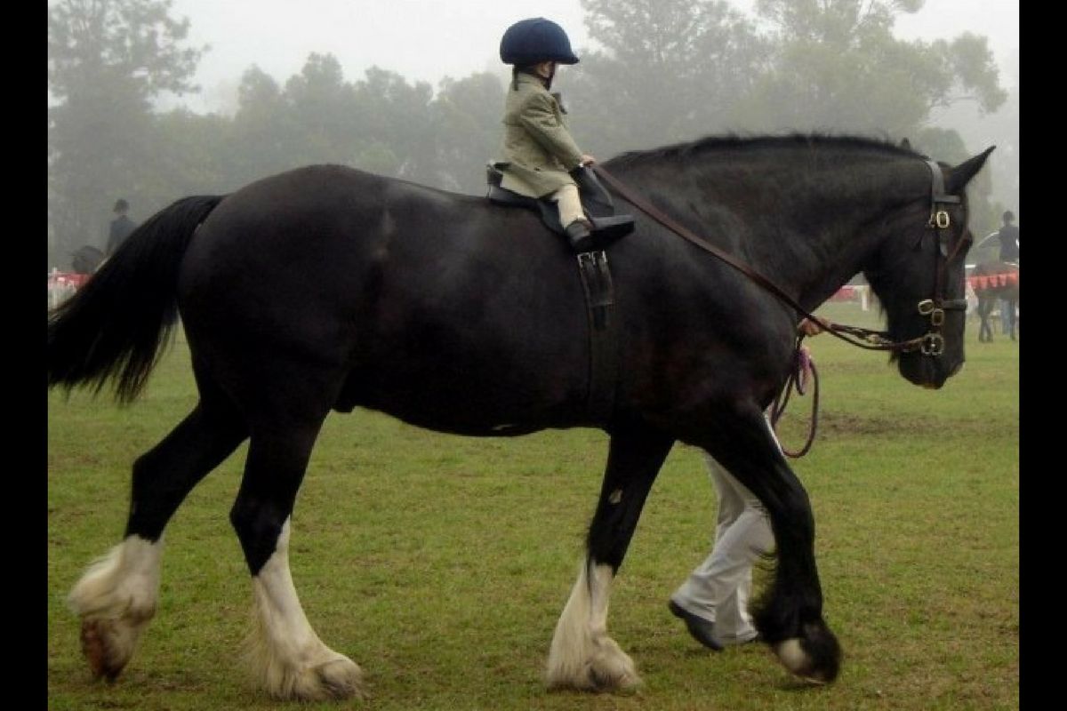 saddle-fitting-la-necessaire-adaptation