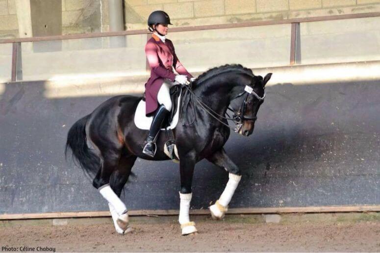 1er-concours-de-dressage--mode-d-emploi