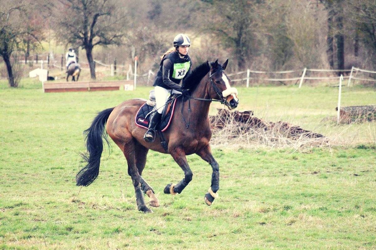 mise-en-confiance-du-jeune-cheval-sur-le-cross