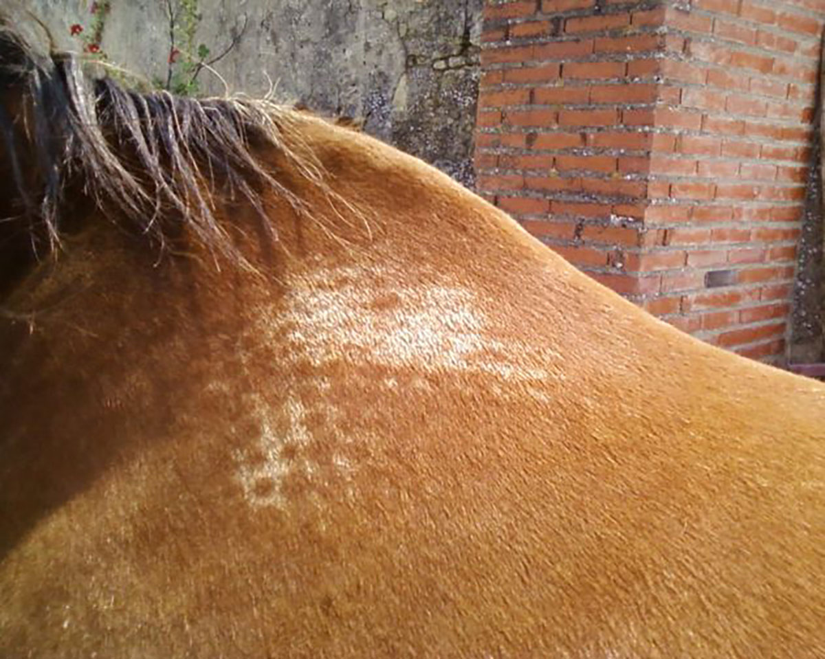 saddle-fitting-les-poils-blancs
