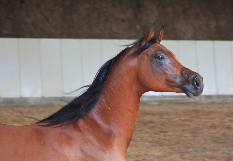 pur-sang-arabe-cavalassur-race-chevaux