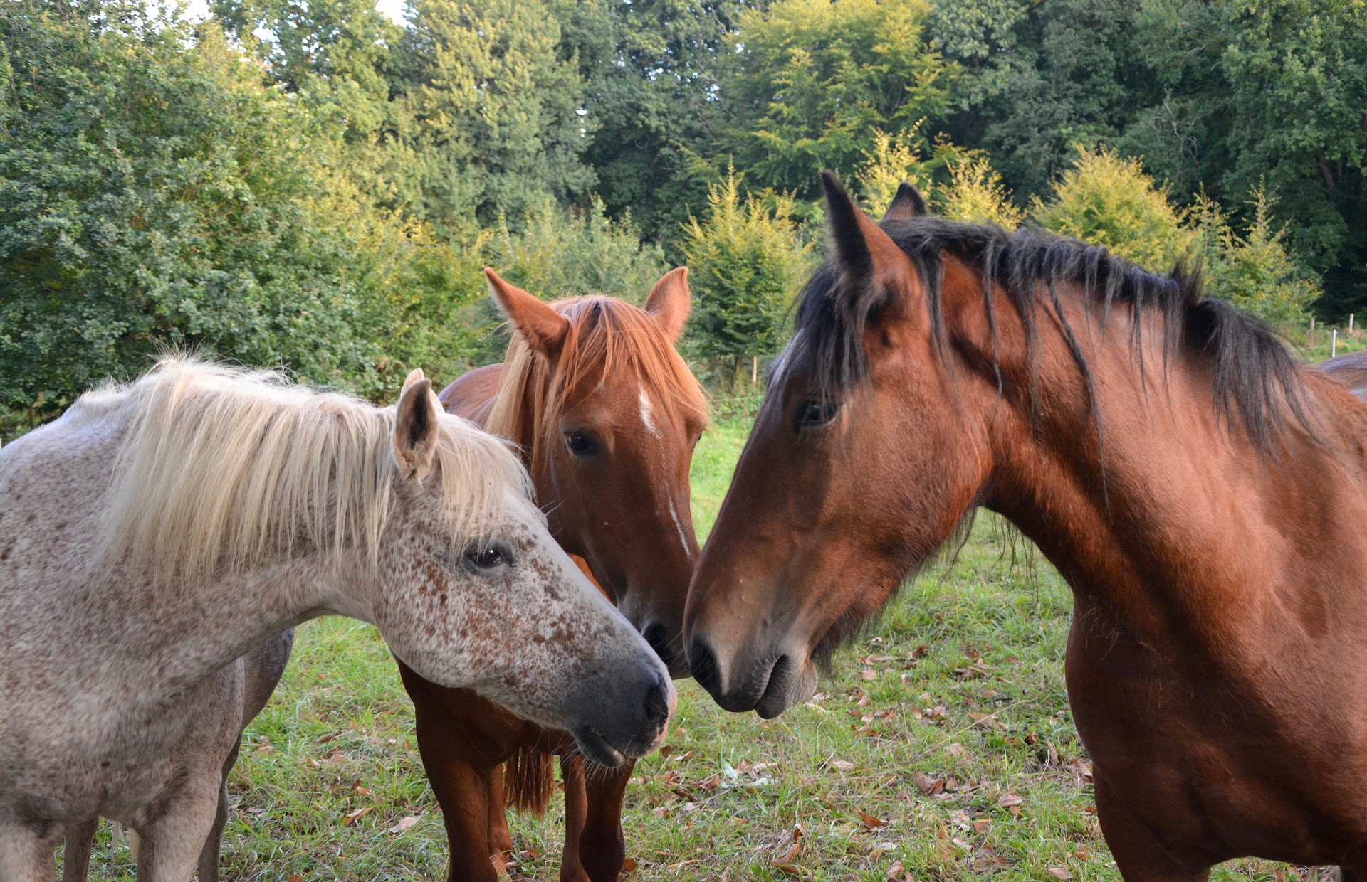 chevaux groupe touche