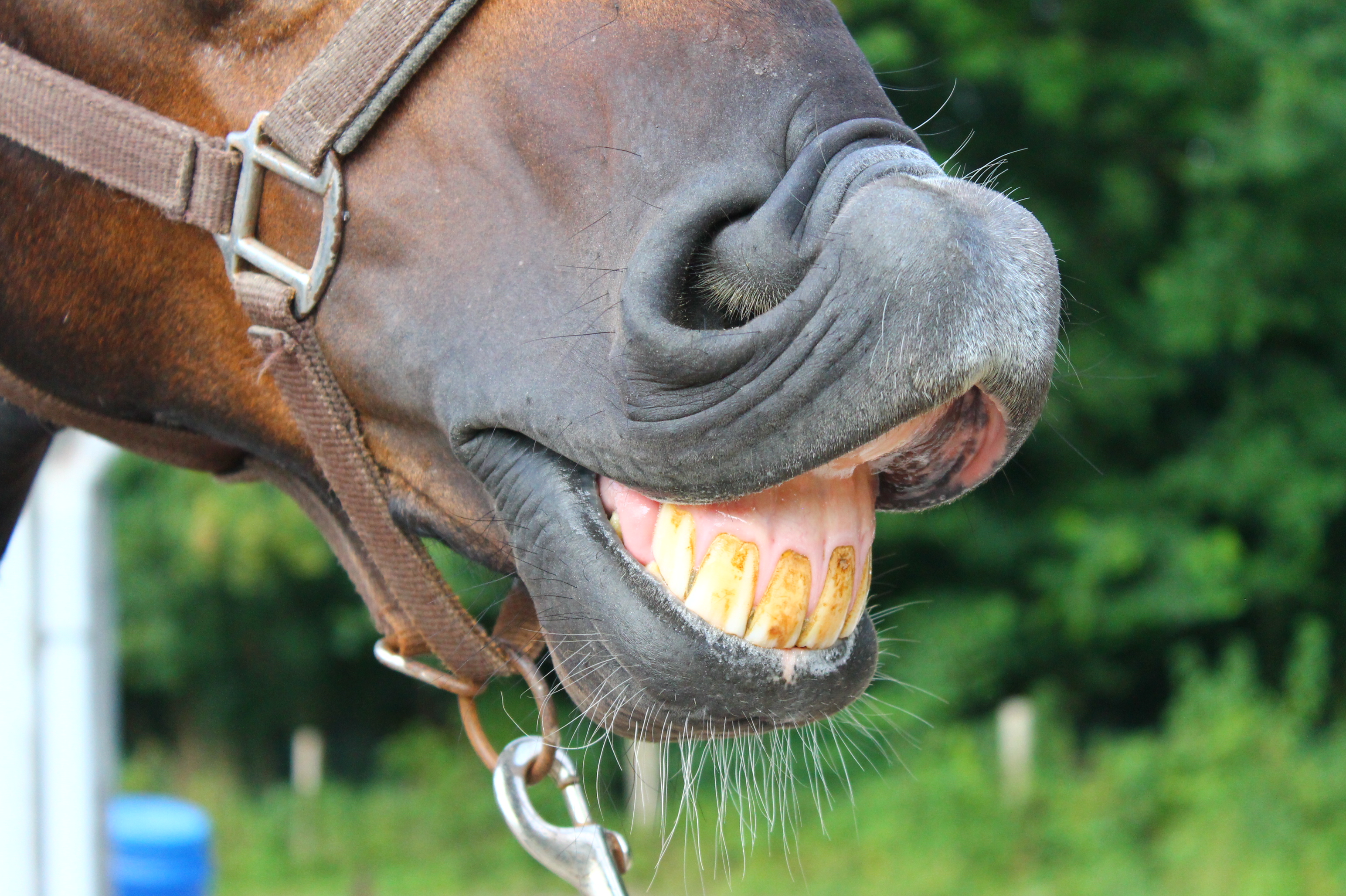 cheval dents machoire
