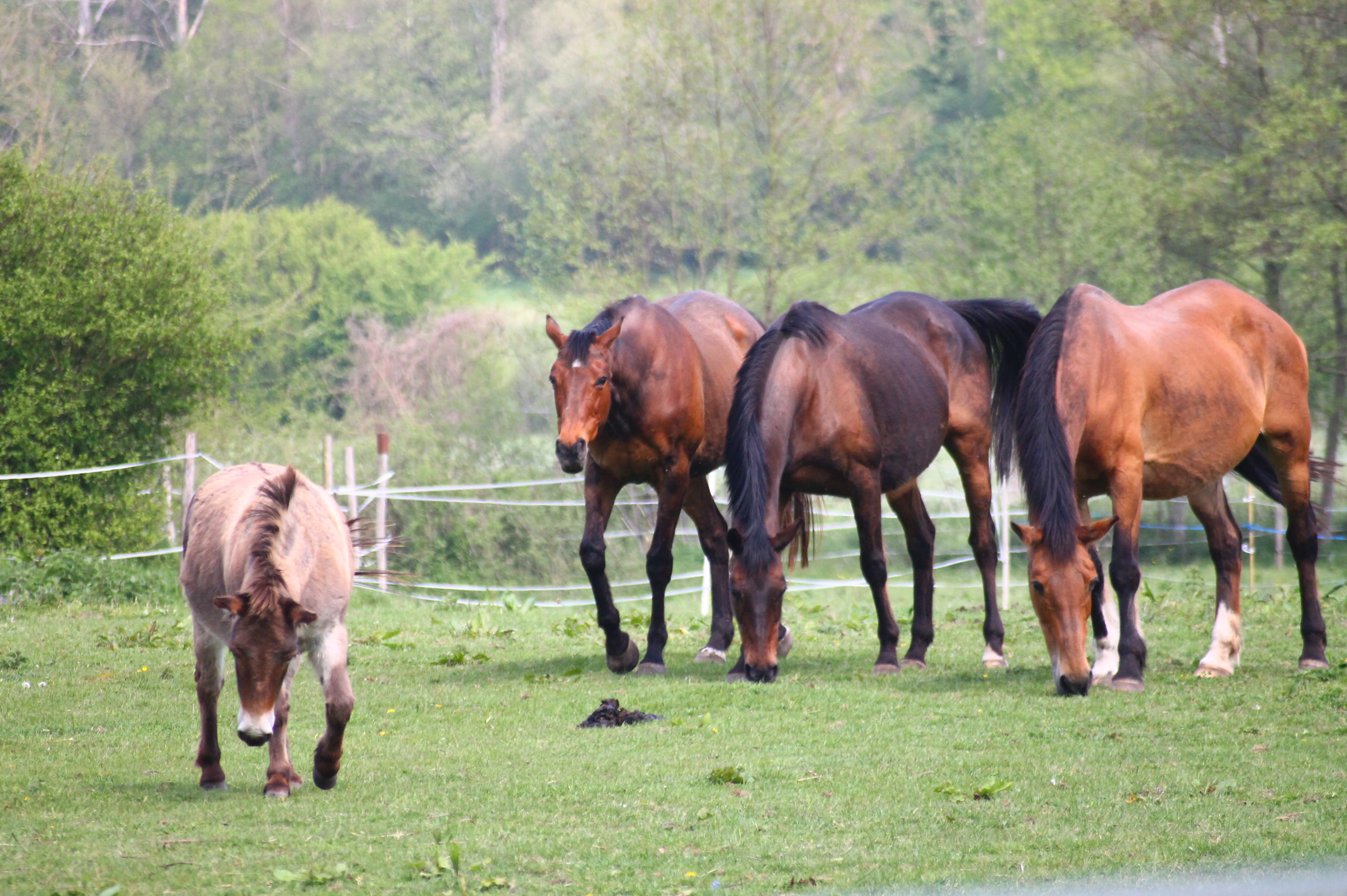 cheval mulet pré