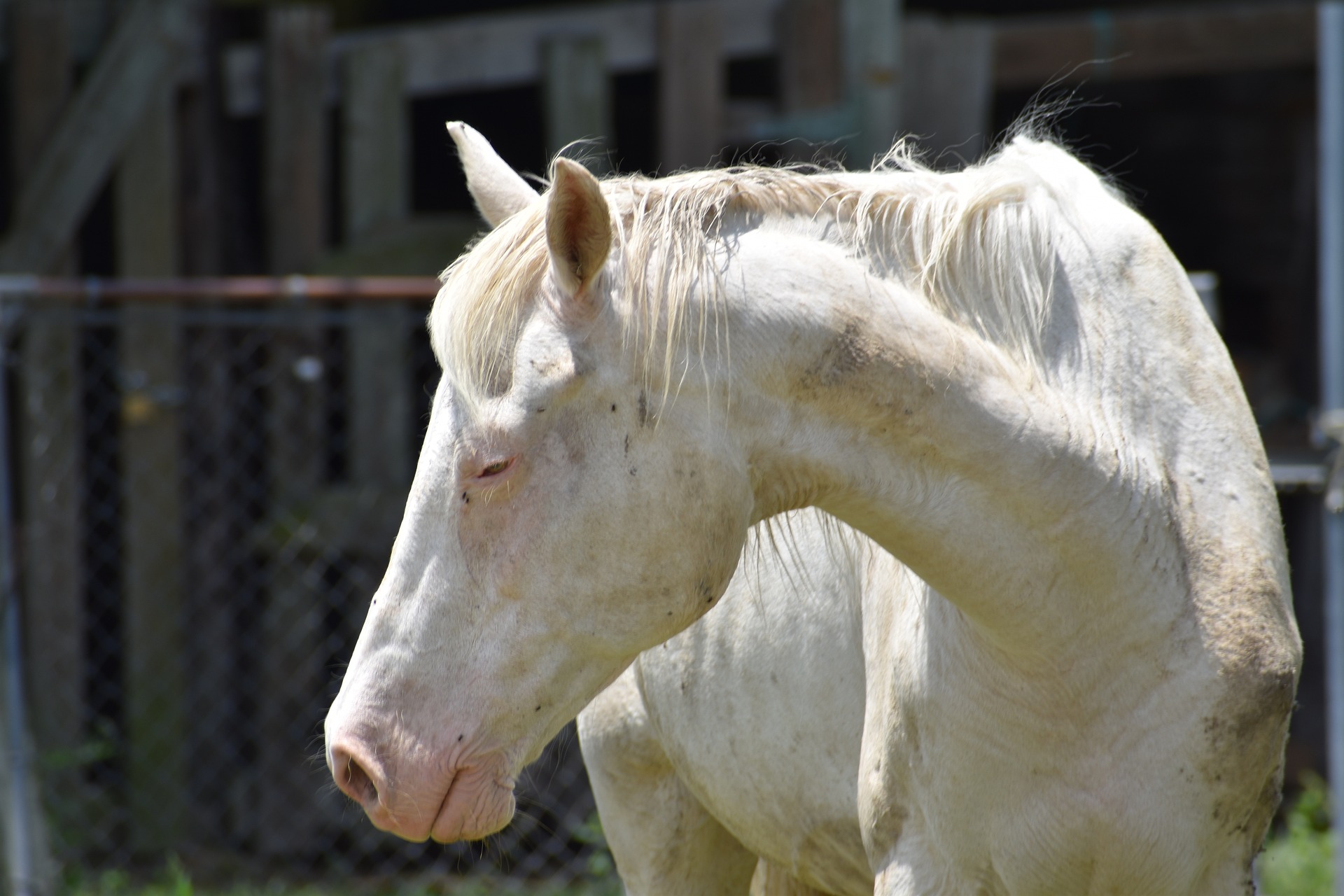 cheval malade rhinopneumonie