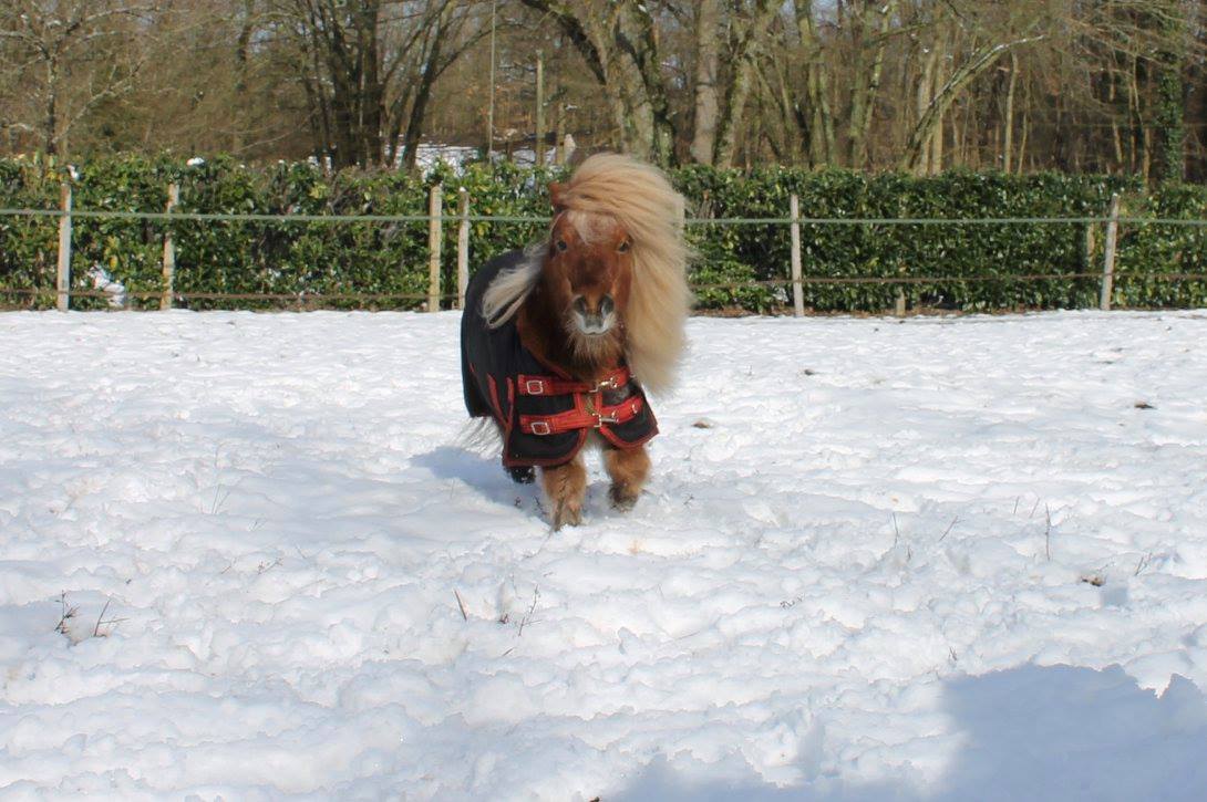 poney neige froid