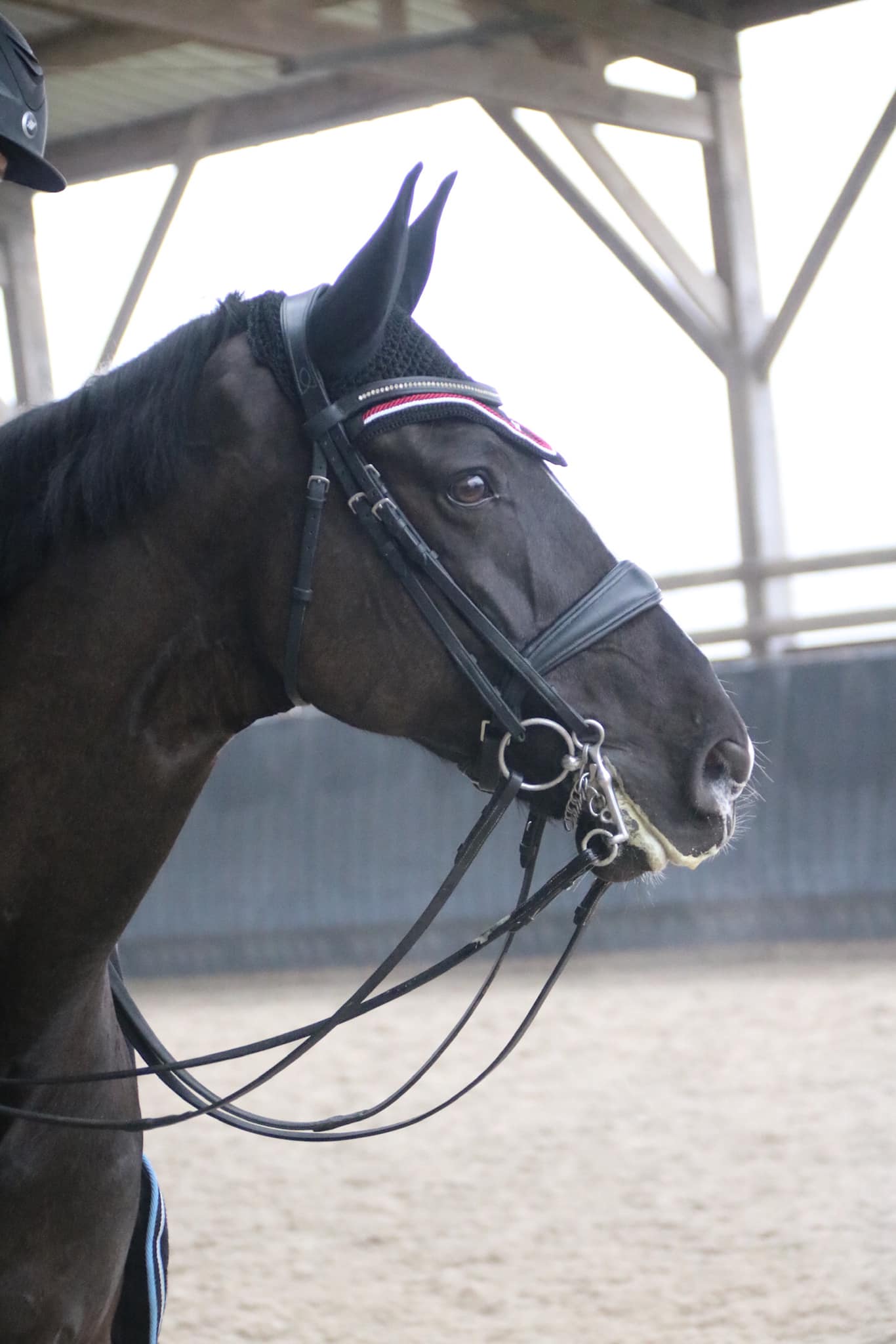 cheval tête bride