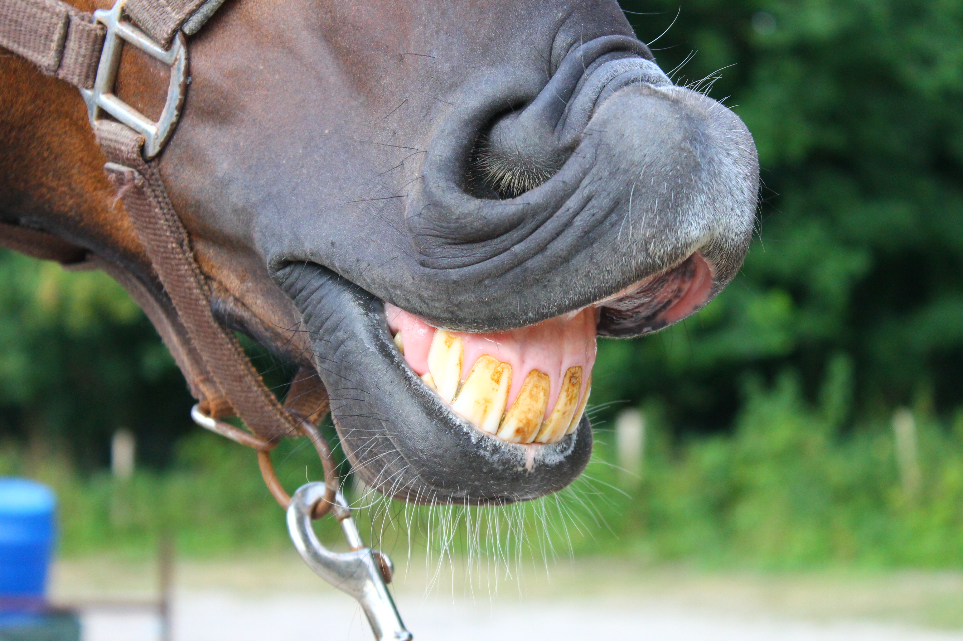 cheval bouche muqueuses