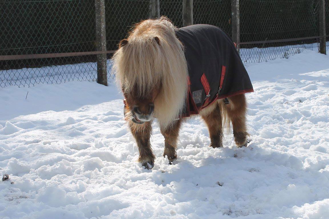 poney neige couverture