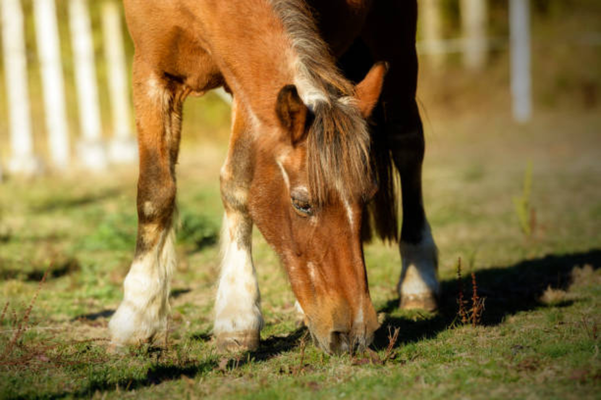 maladie cheval âgé