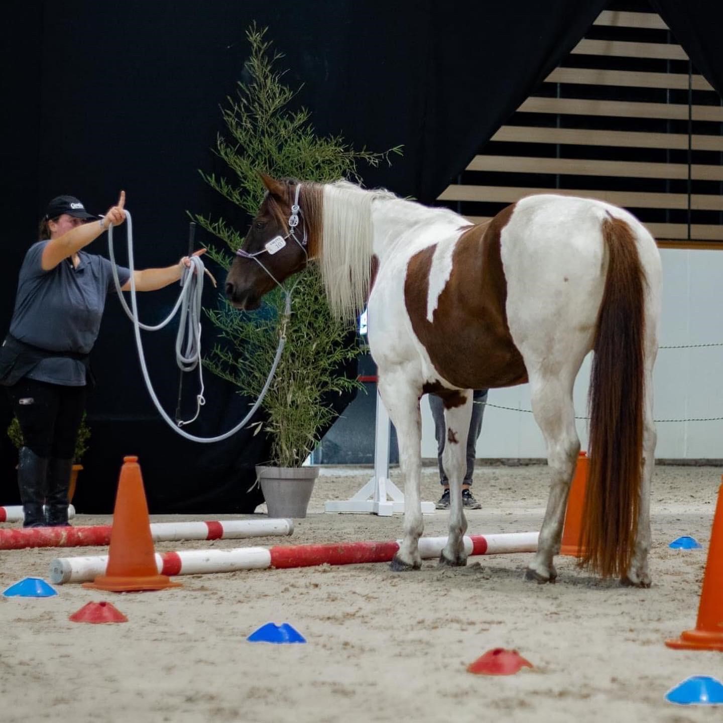 cheval equifeel equita lyon