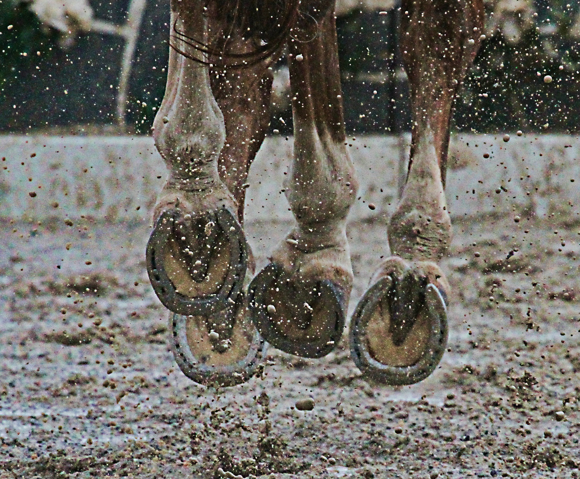 cheval pieds sabots