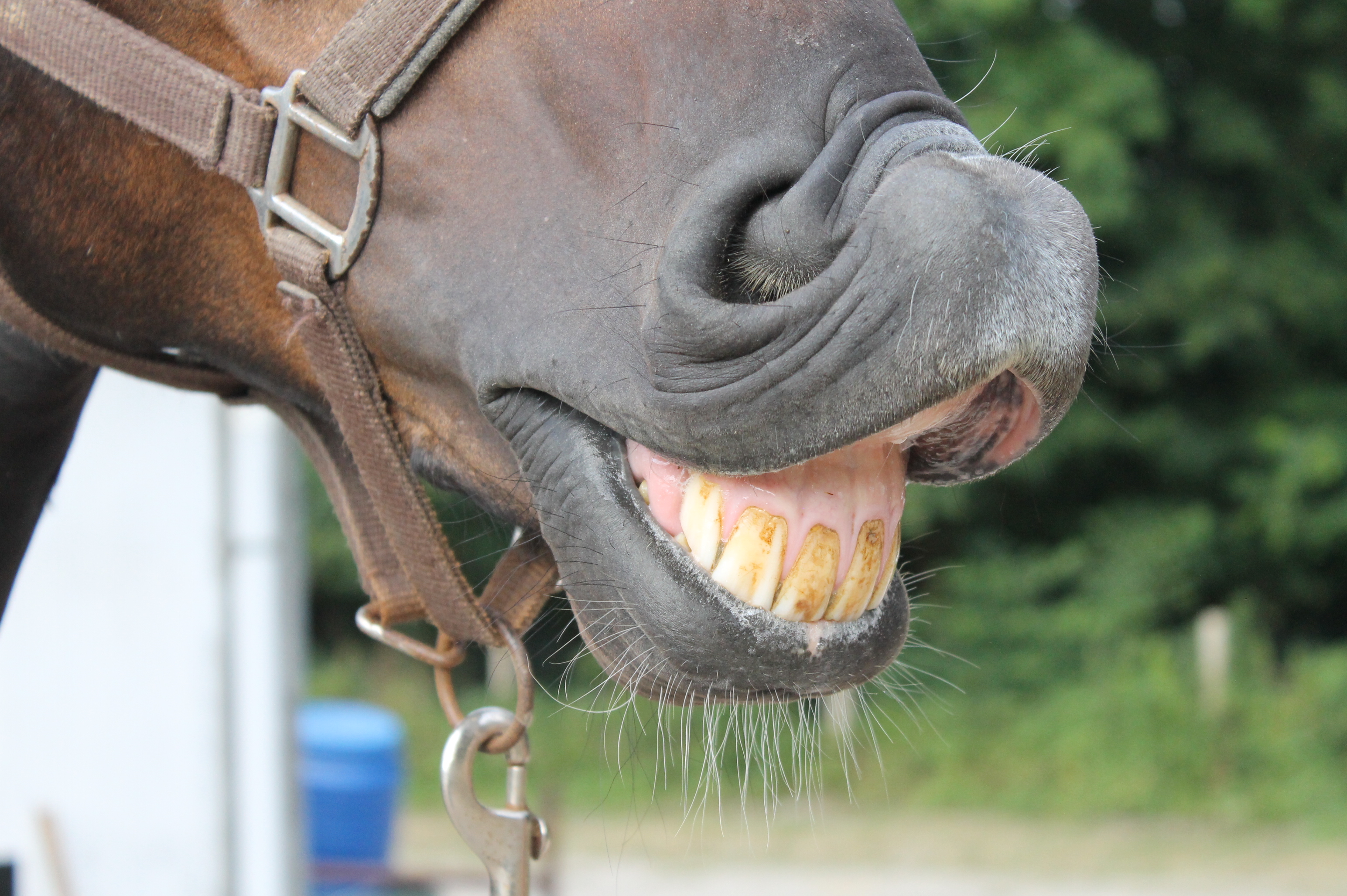 cheval dent nez