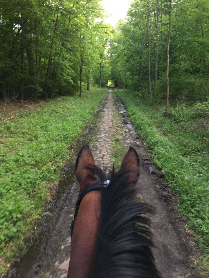 balade cheval forêt