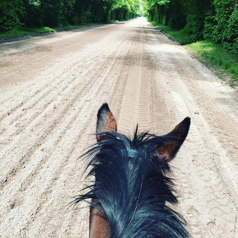 cheval promenade forêt oreilles