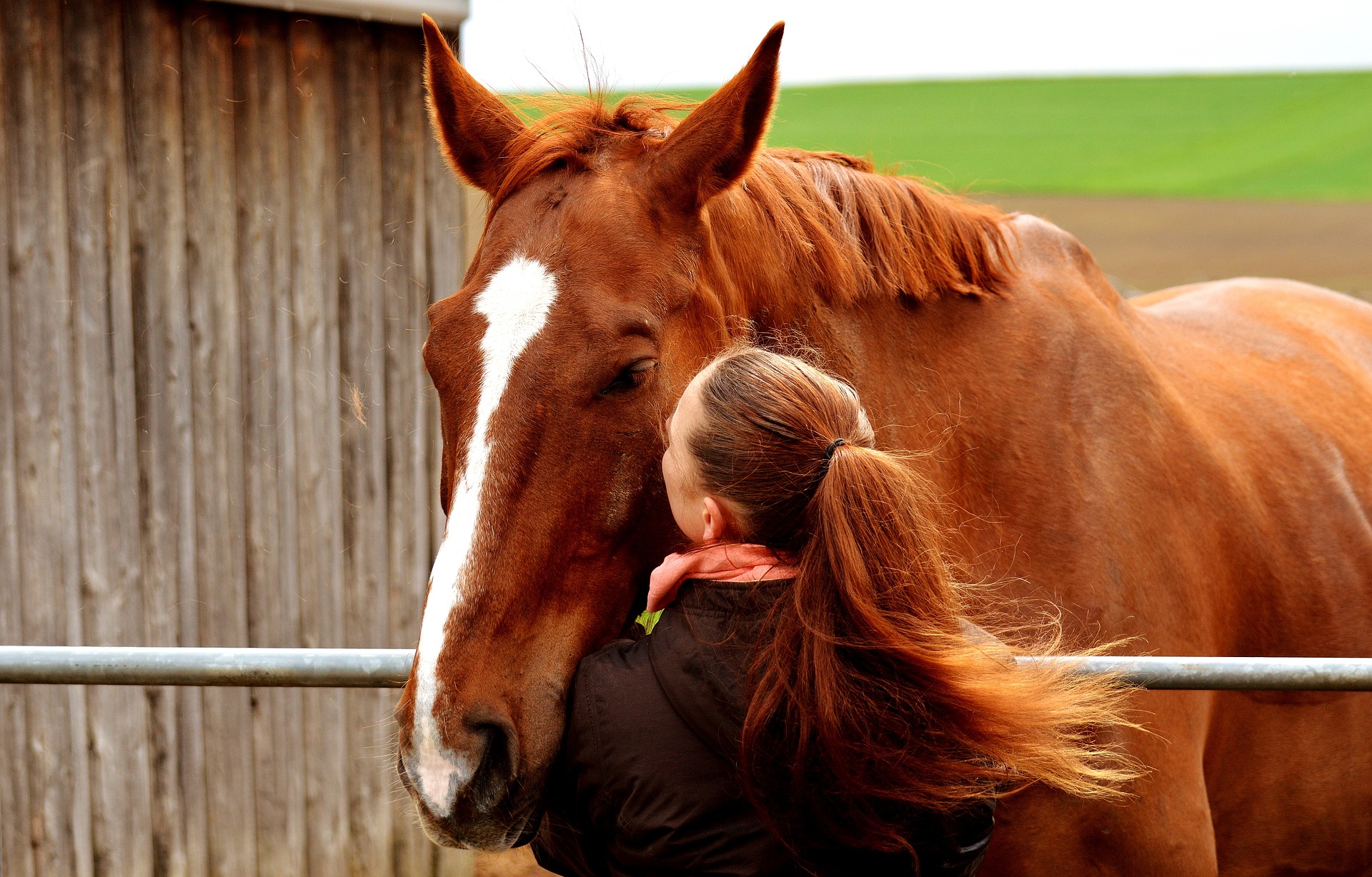 cheval cavalier propriétaire