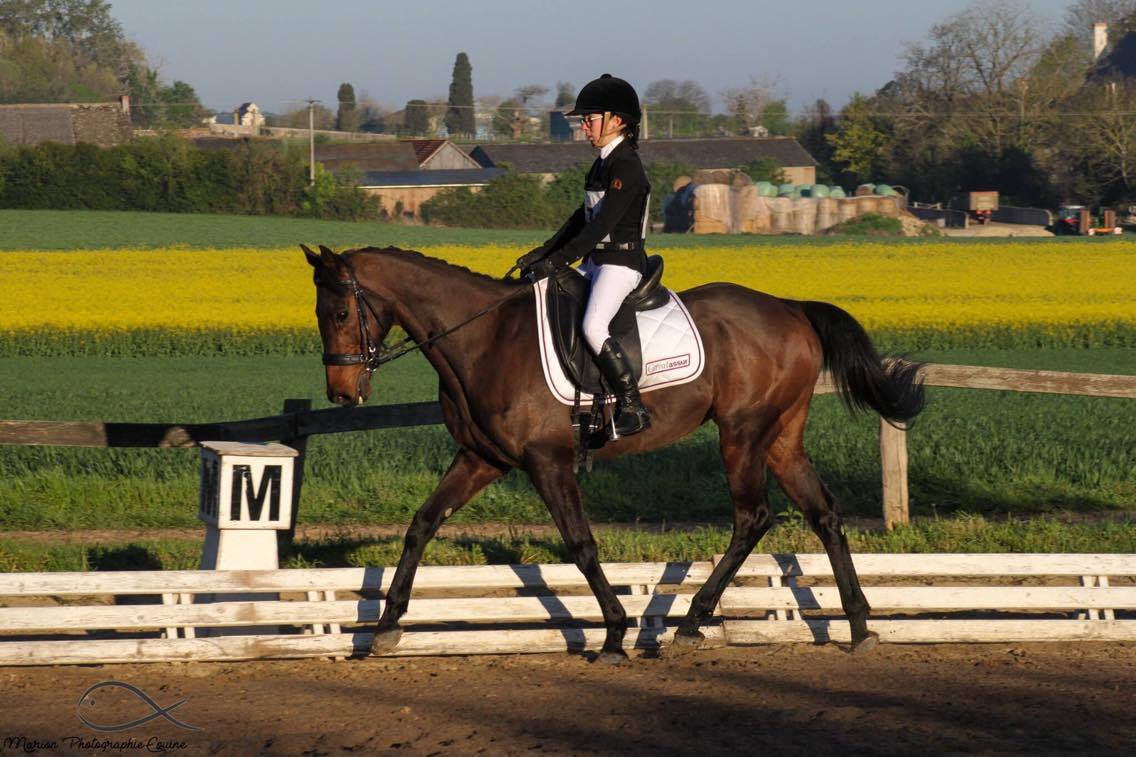 dressage cce équitation