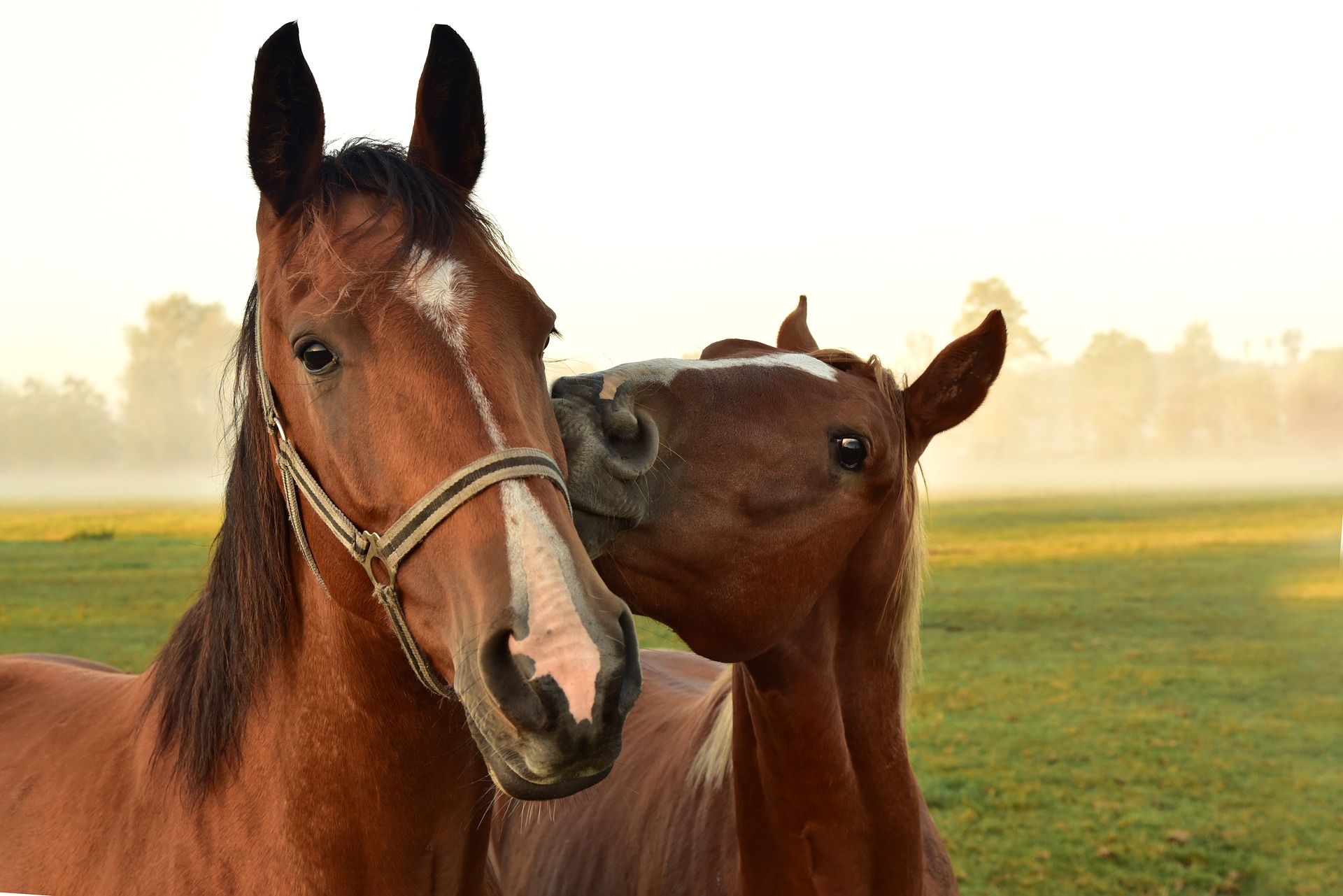 cheval ami pré