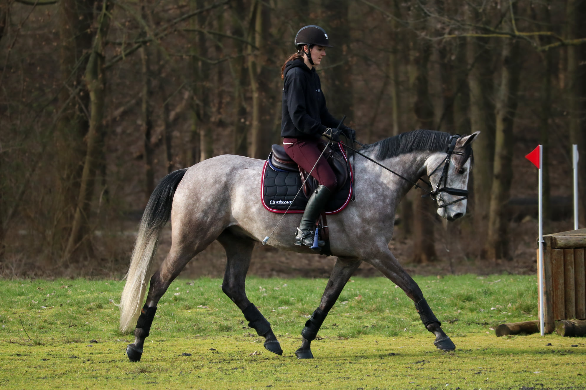 cheval trot équitation