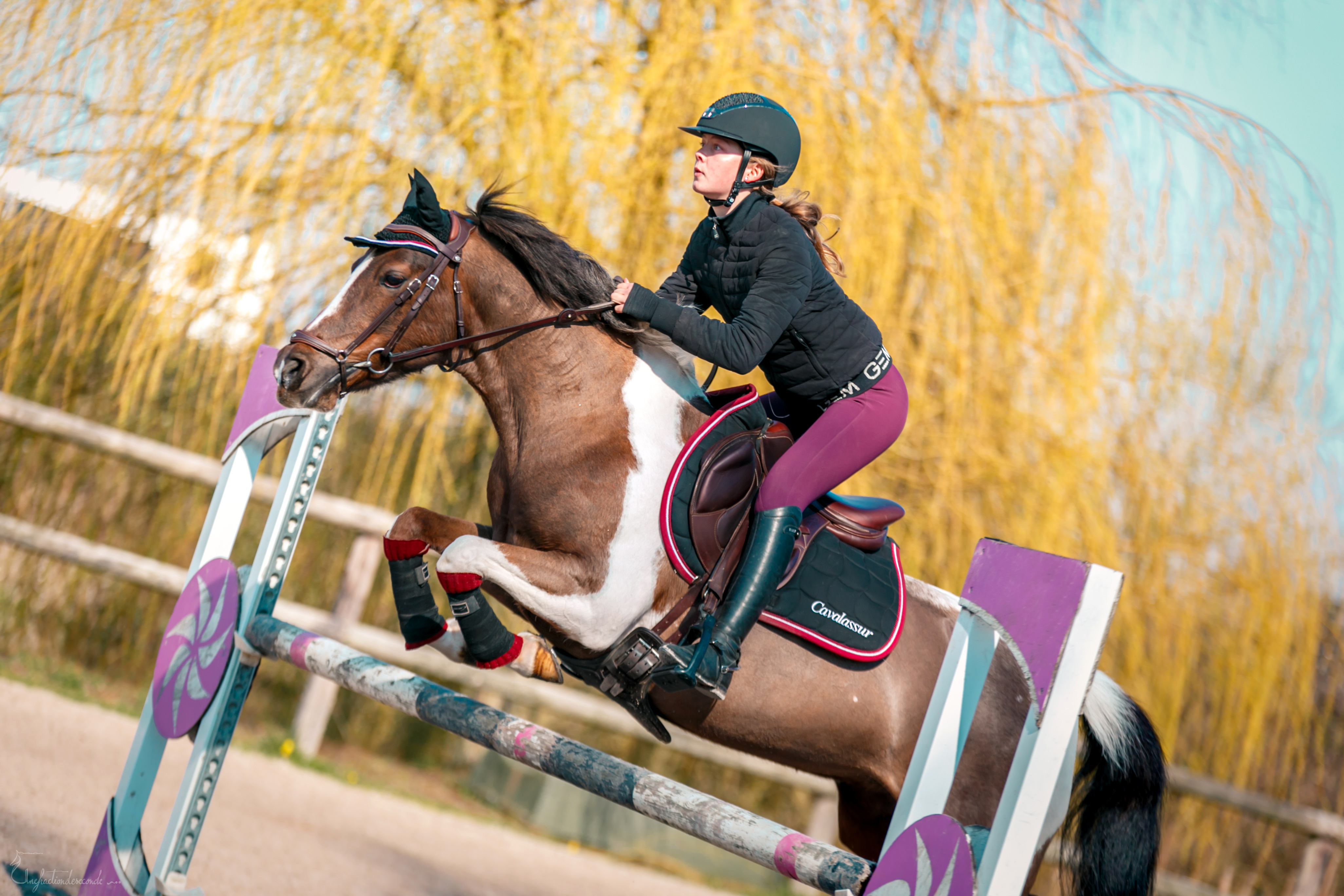 cheval poney saut