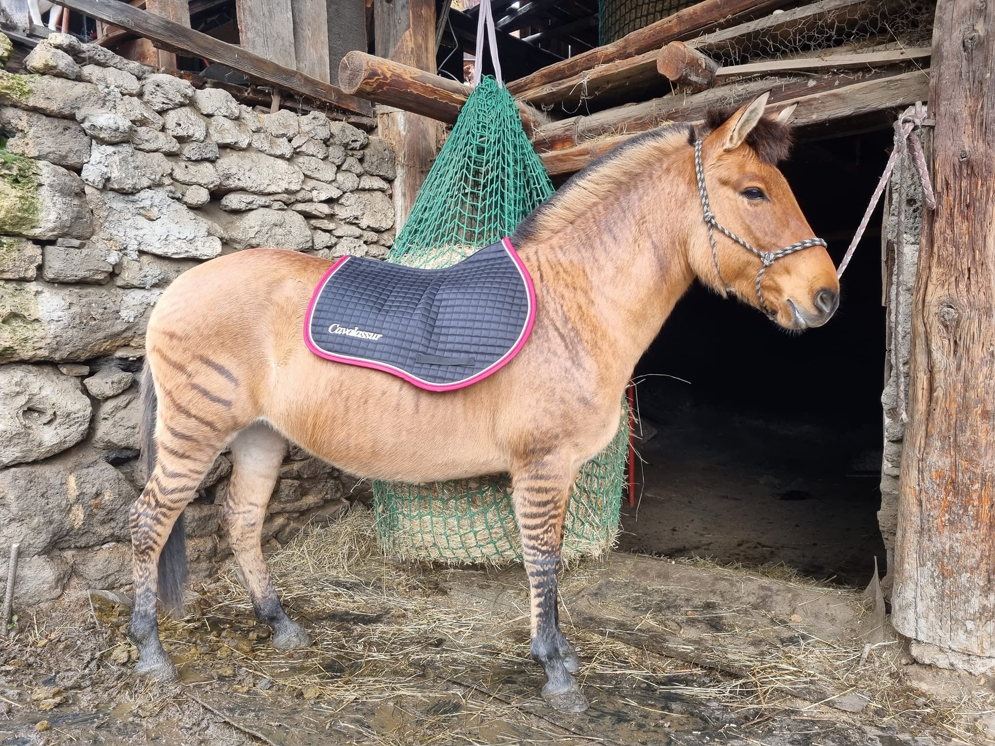 zorse zèbre cheval