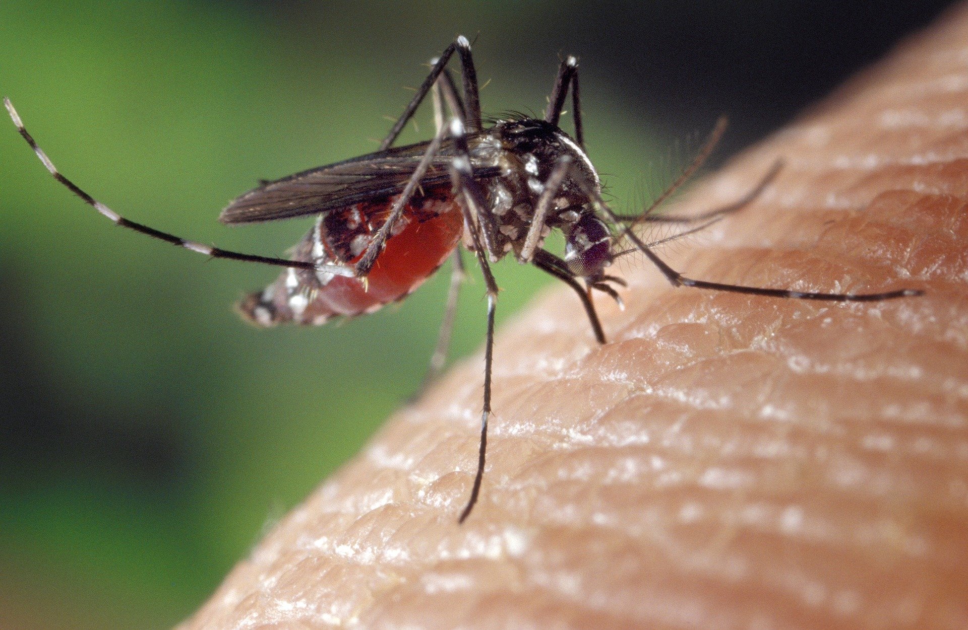 Les insectes et le cheval