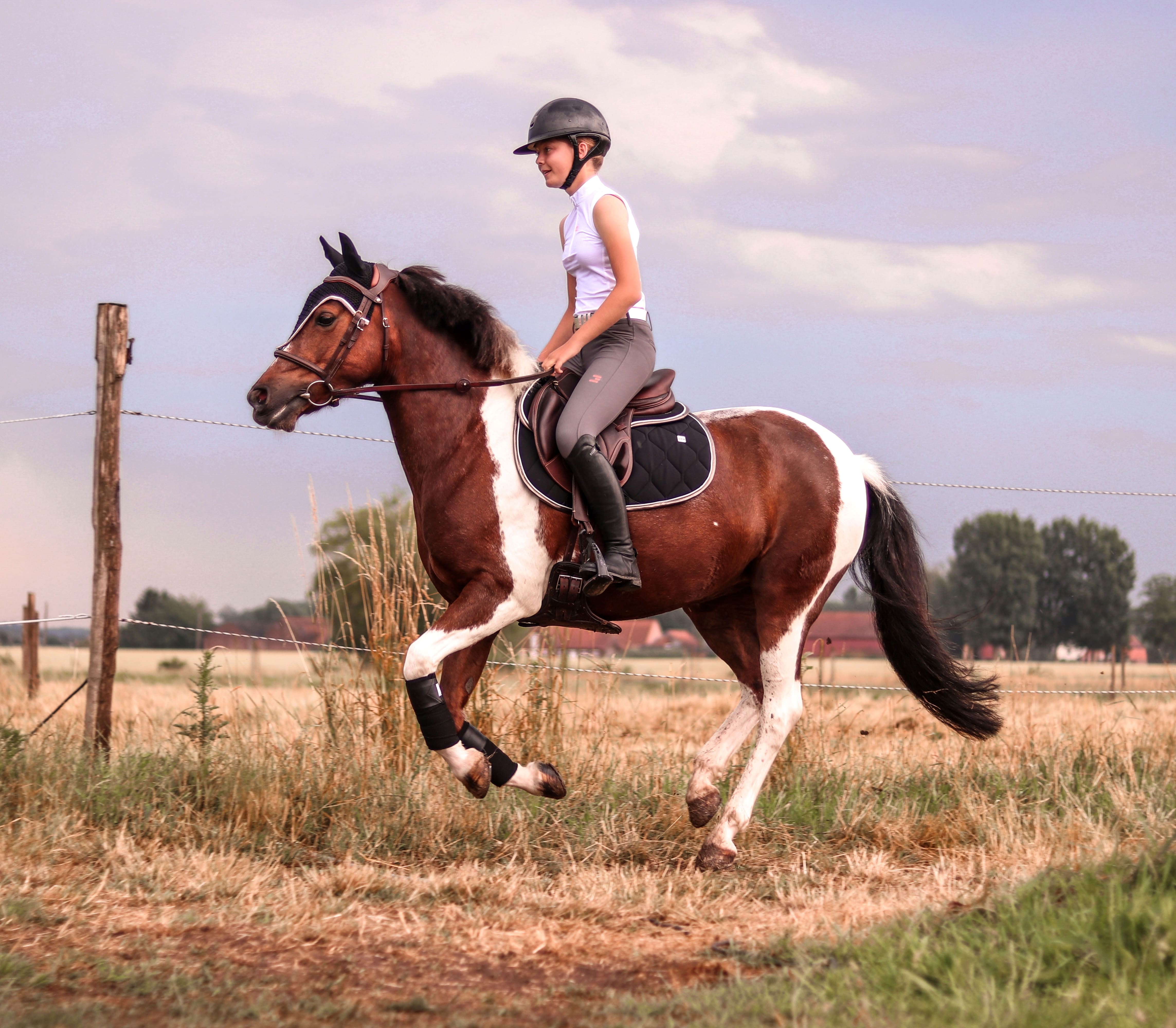 galop poney cheval