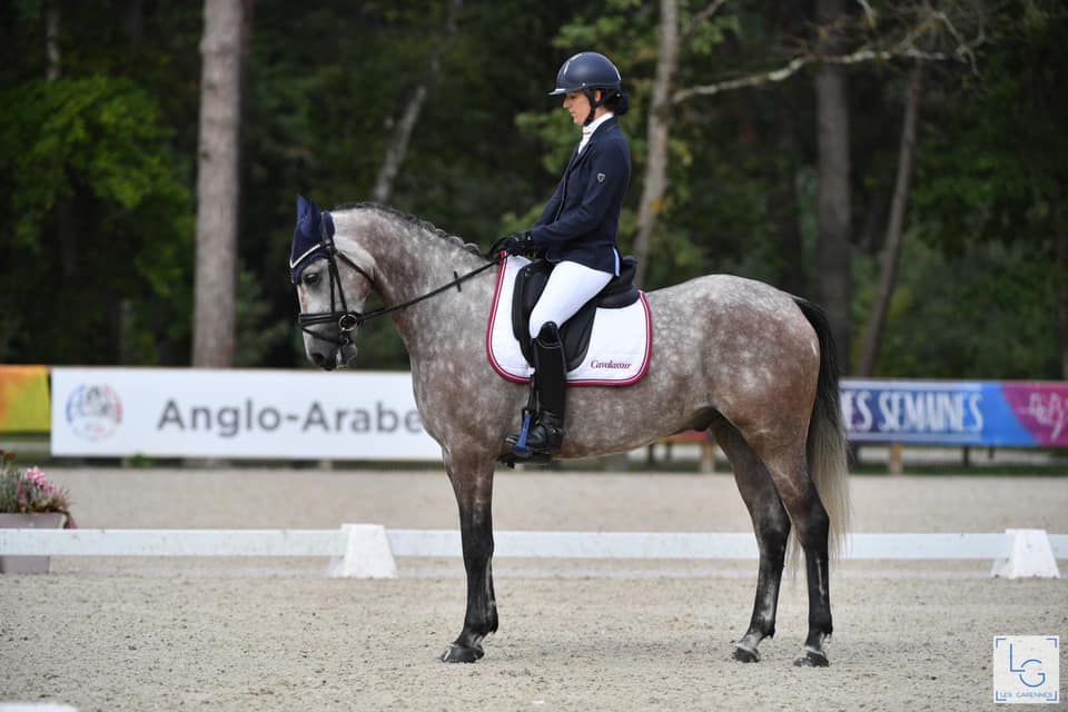 cheval dressage