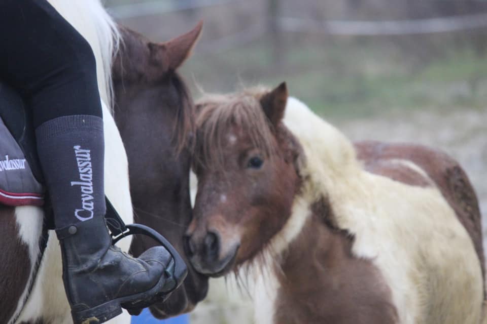 poney cheval cavalier