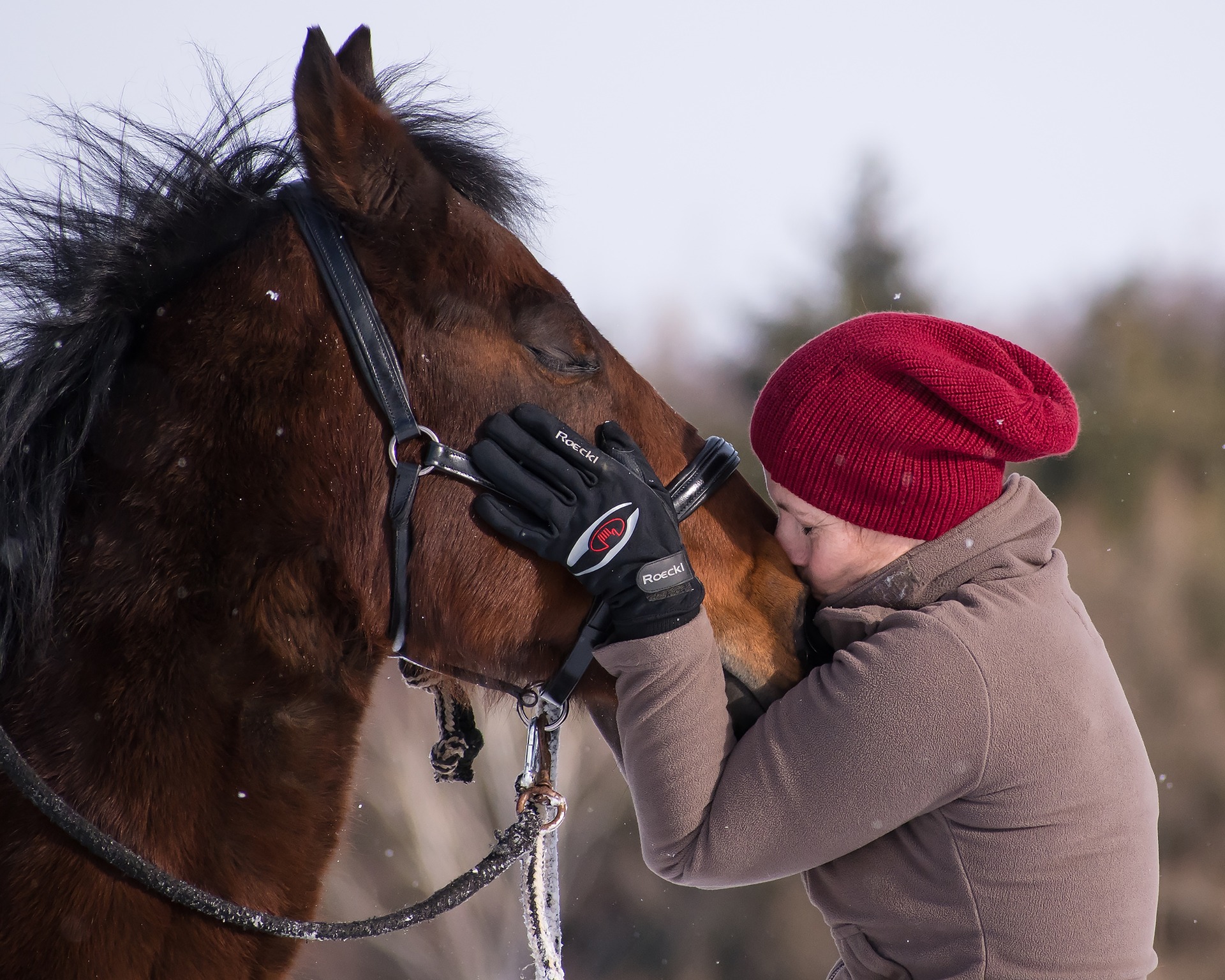 cheval froid