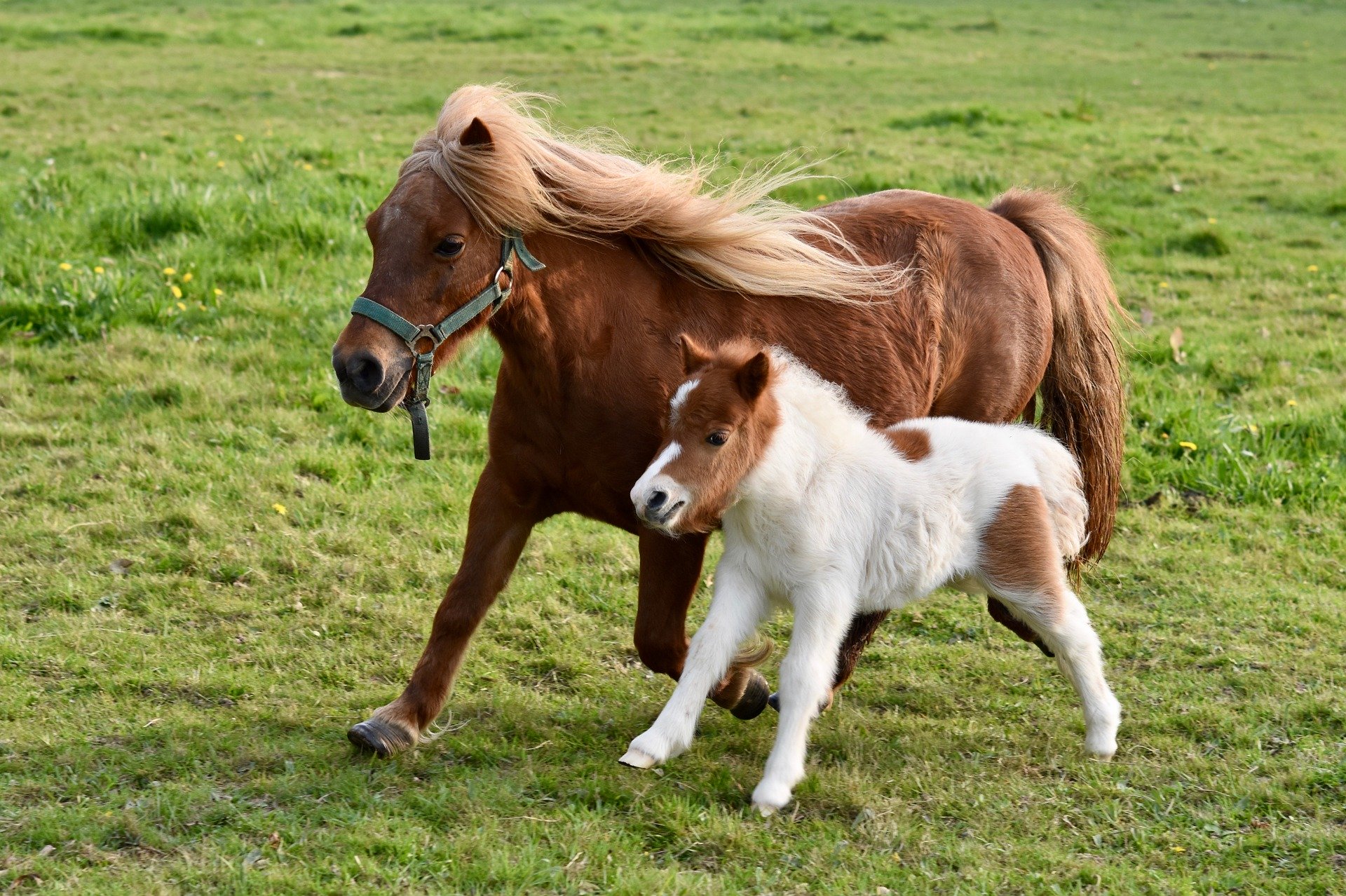 poulain foal shetland