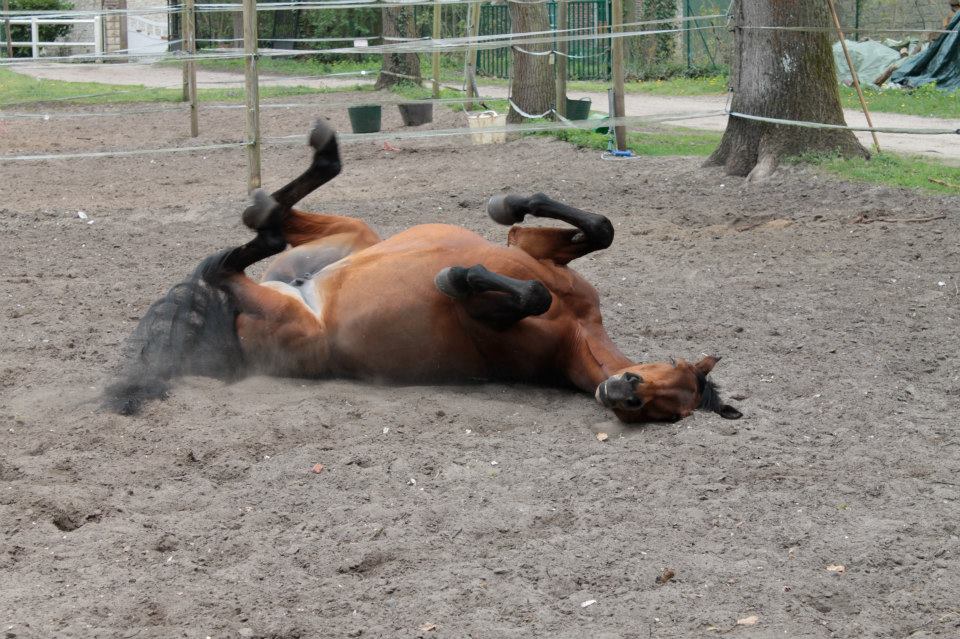 cheval paddock pré écurie