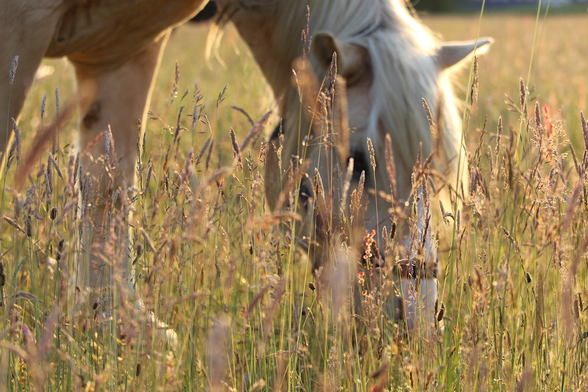 cheval pré foin