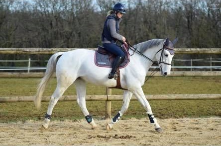 cavalière cheval gris Cavalassur