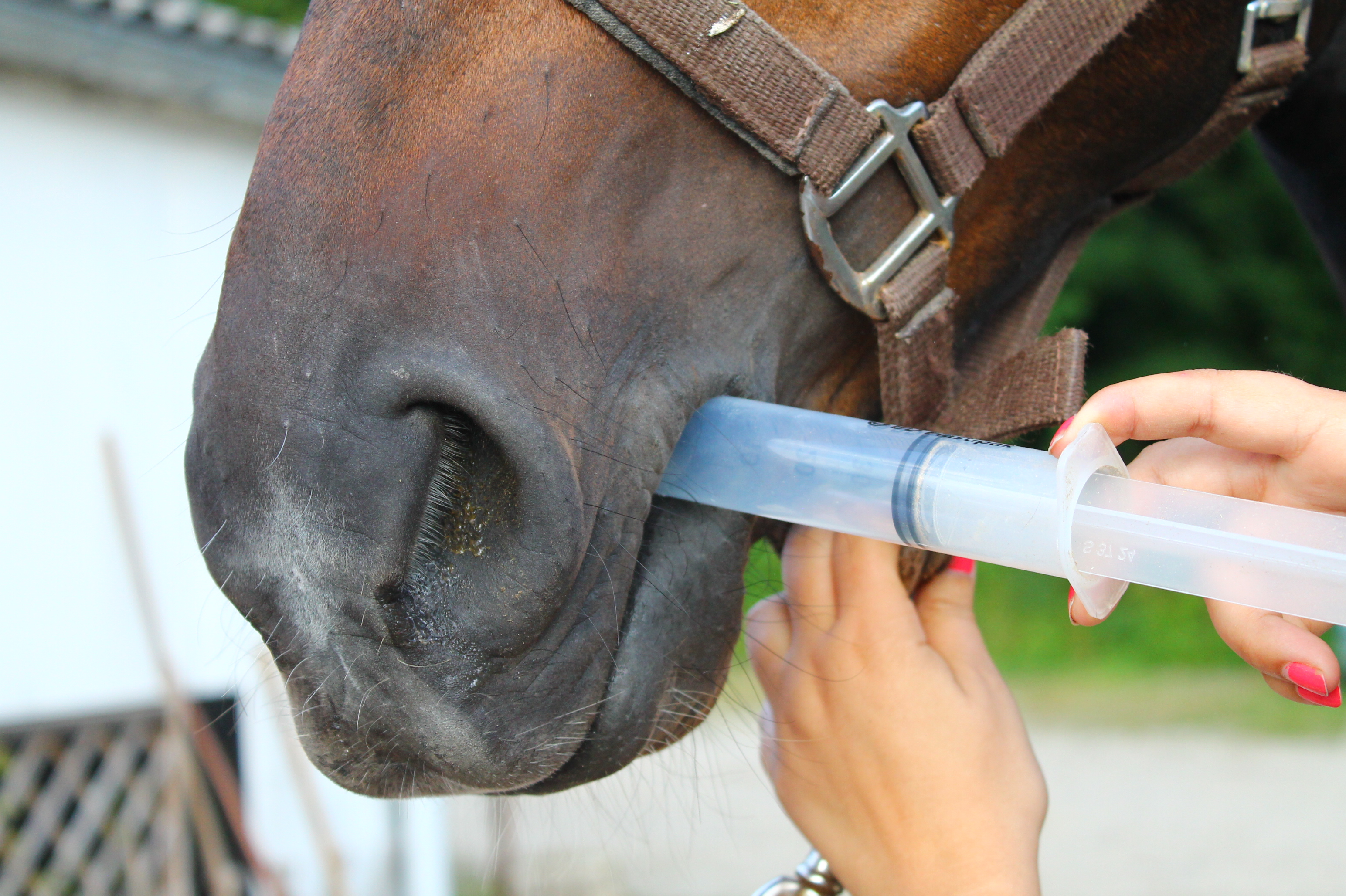 seringue cheval médicament