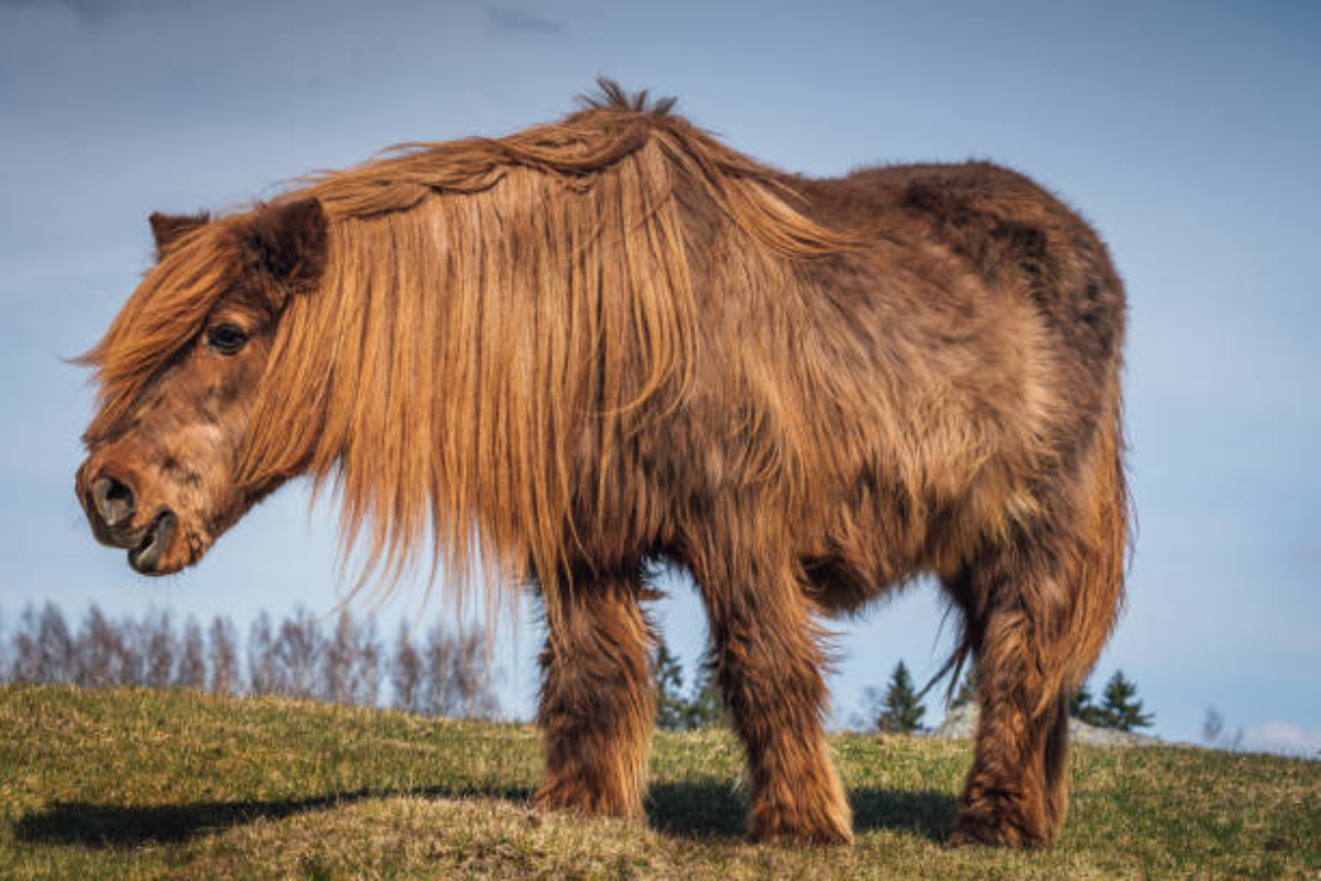 maladie cheval âgé