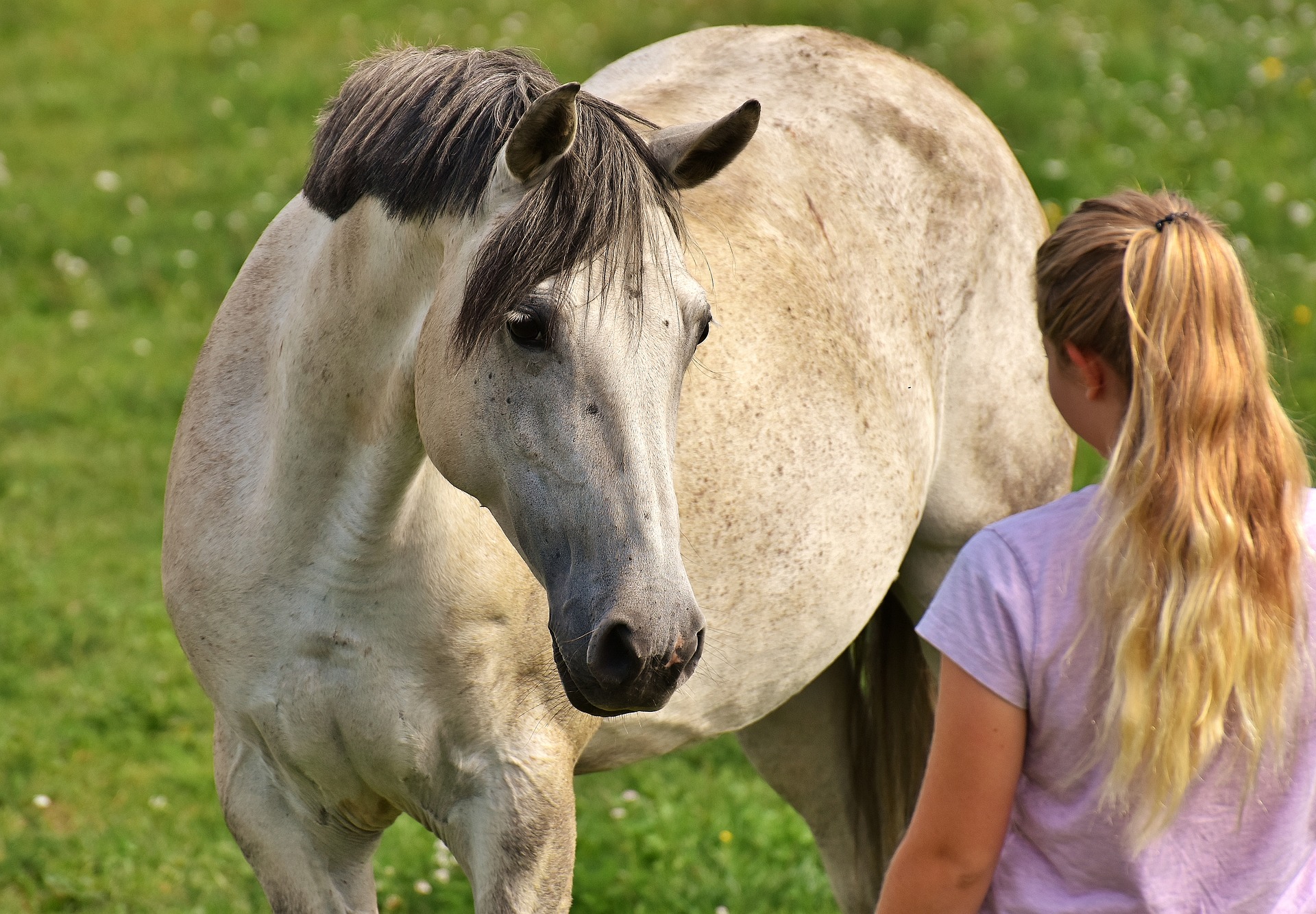 cheval pré cavalière