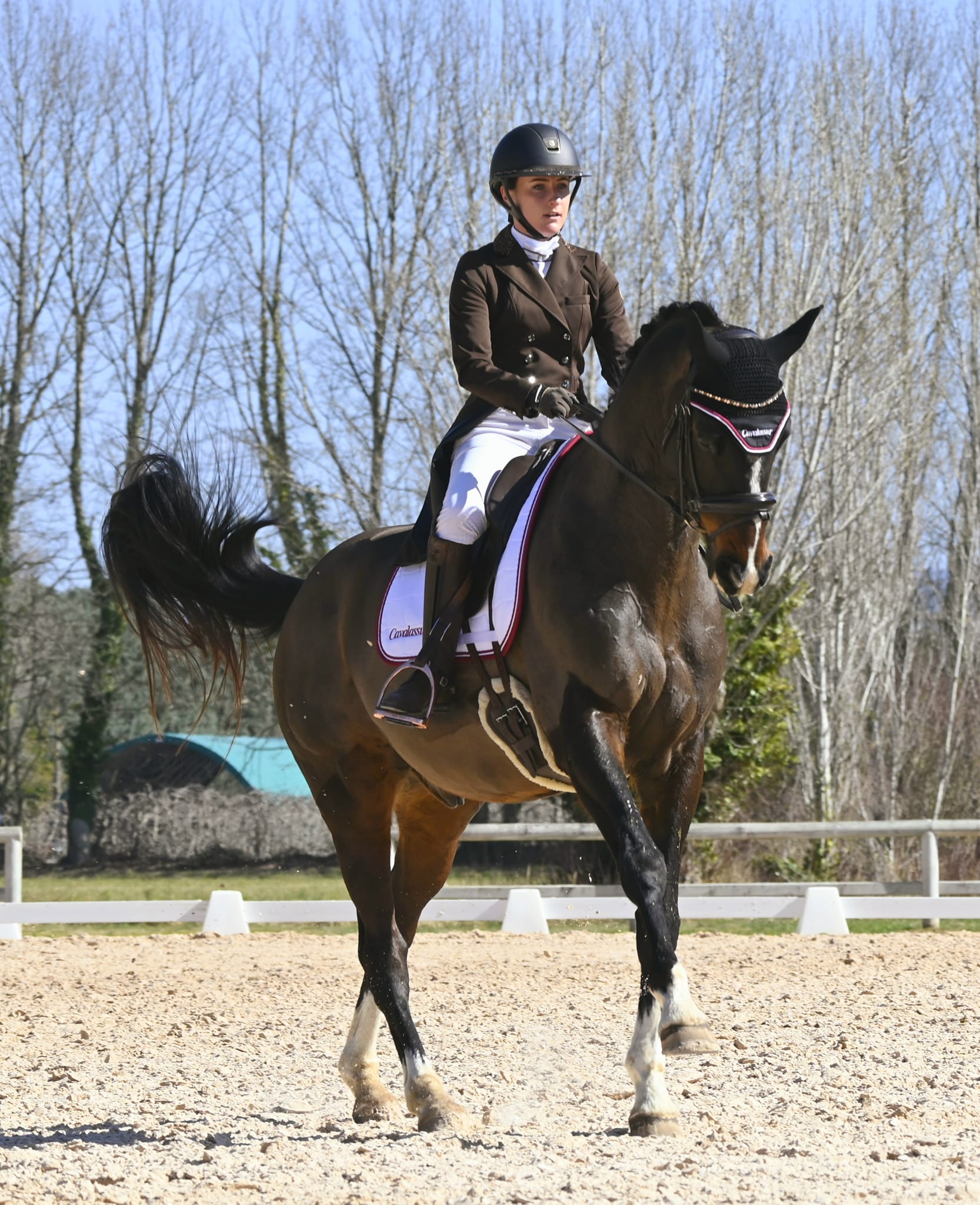 cheval dressage concours