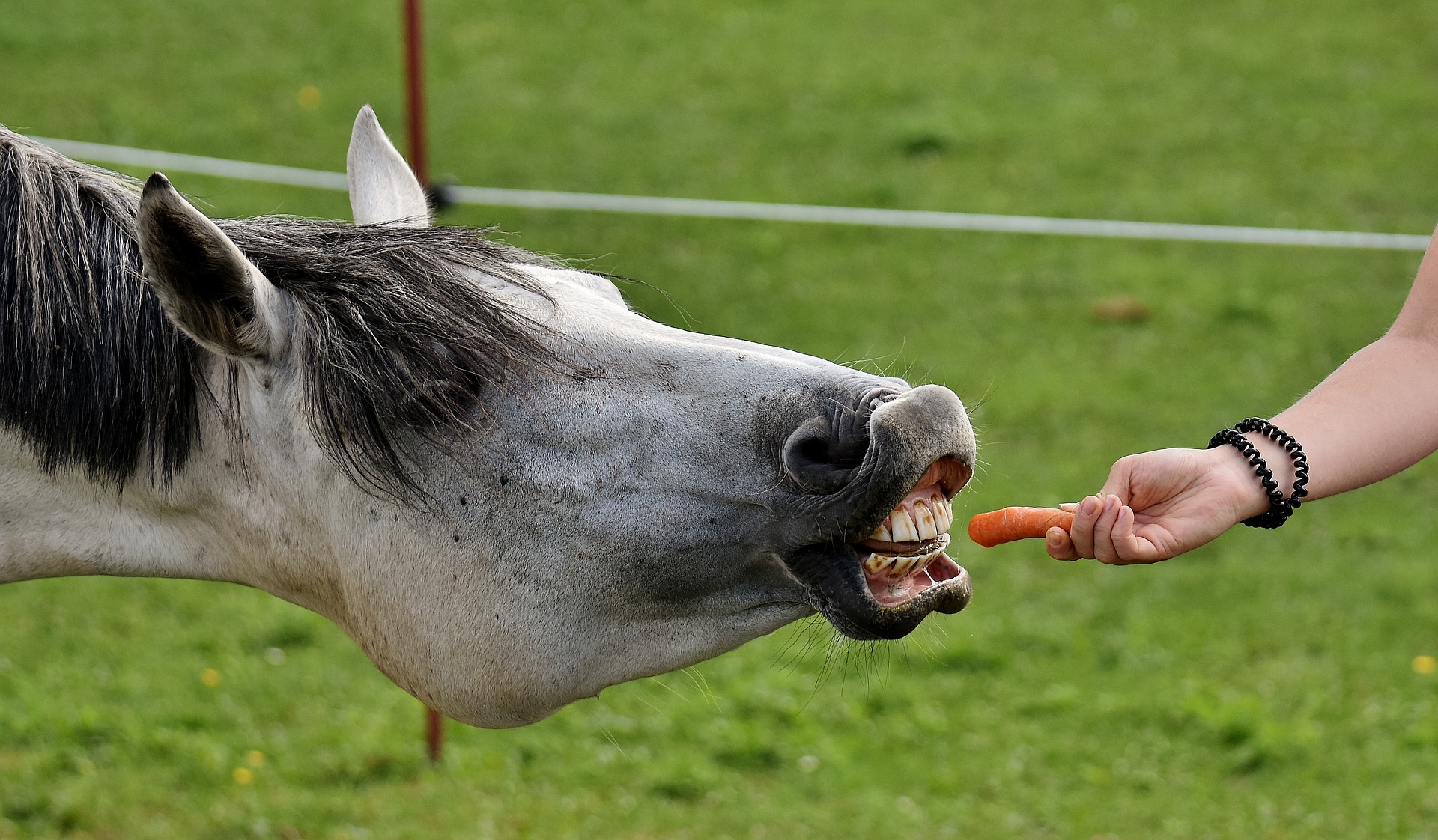 carotte cheval friandise