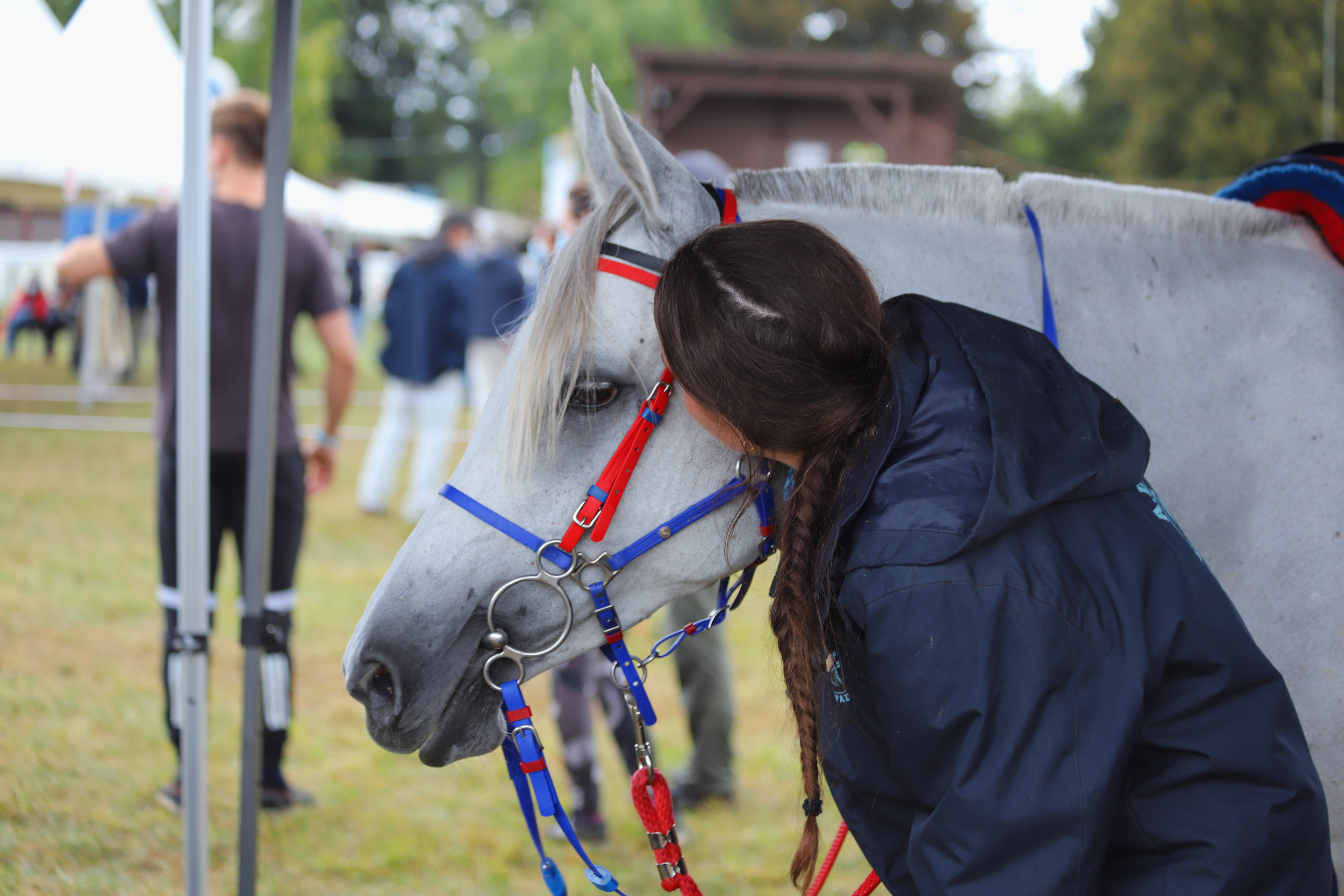 cheval endurance équestre